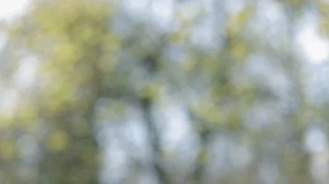 Autumn apples focus shift Stock Footage 57769124