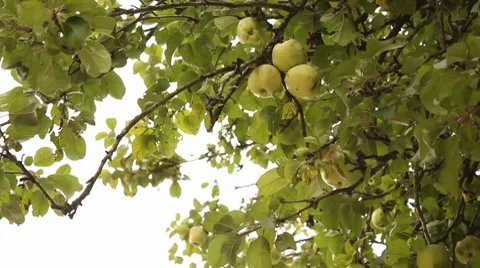 Autumn apples Stockbeeldmateriaal 8656840