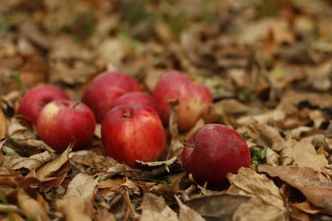 Autumn apples Stock Photos