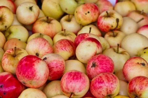 Autumn apples. Stock Photos