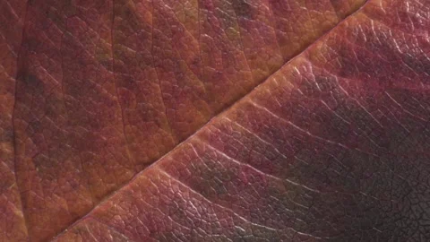 Autumn ash leaf. Complex texture with veins and cells. Macro shot. Video stock 293928975