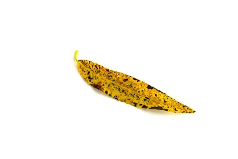 Autumn ash leaf Foto stock