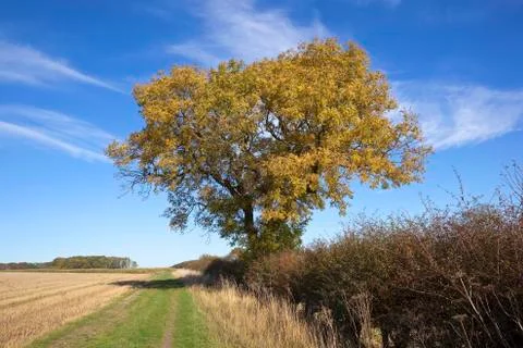 Autumn ash tree Stock Photos