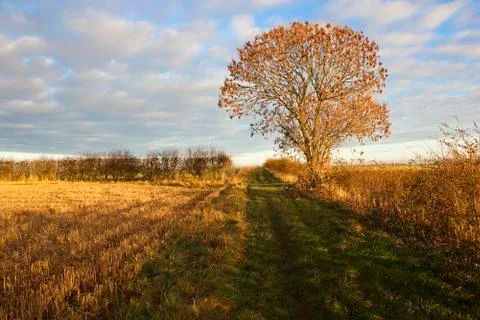 Autumn ash tree Stock Photos