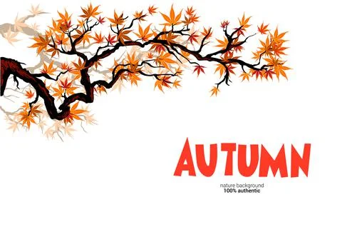 Autumn asian maple branch Stock Illustration