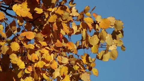 Autumn aspen tree closeup Stock Footage 103968009