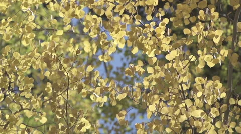Autumn Aspen Tree Stock Footage 55159662