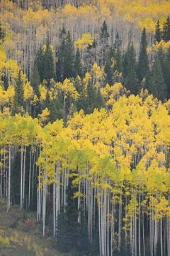 Autumn aspen tree Stock Photos