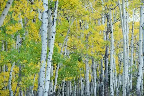 Autumn aspen tree Stock Photos