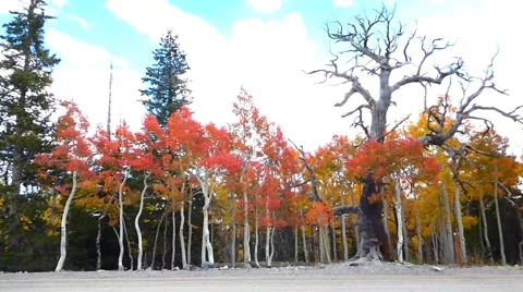 Autumn Aspens with Dead Tree Video stock 43009322