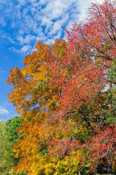 Autumn Assortment Stock Photos
