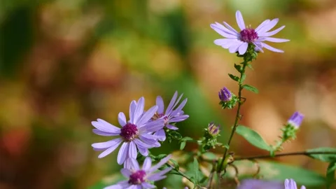 Autumn Aster Stock-Footage 141613794