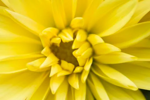 Autumn aster Stock Photos
