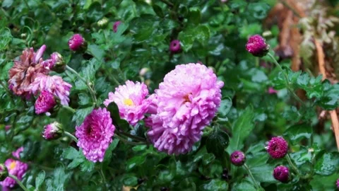 Autumn asters in bud  Stock Footage 168558132