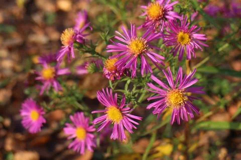 Autumn asters Stock Photos