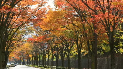 Autumn Avenue Vidéo 332449927