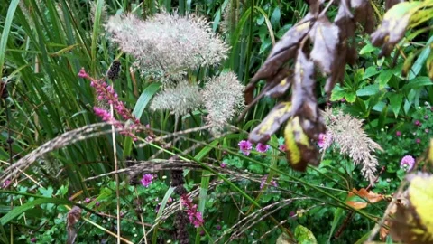 Autumn in the back garden  Video stock 168558139