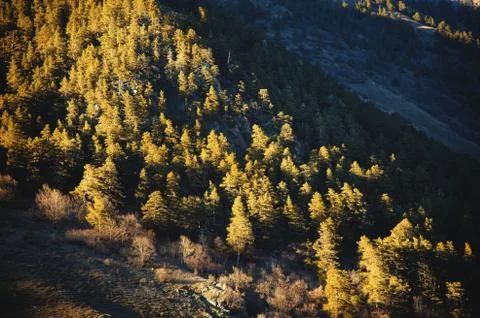 Autumn background of an autumn forest pattern on a mountain slope in the rays of Stock Photos