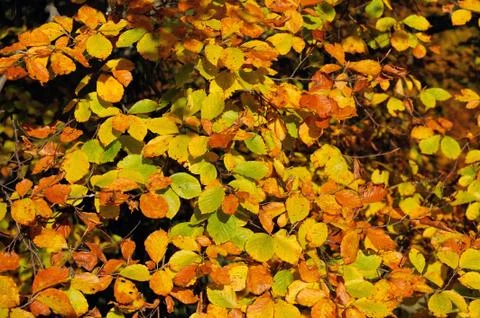 Autumn background. Autumn leaf 写真素材