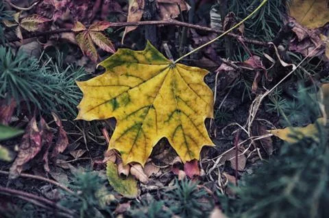 Autumn background, autumn, yellow leaves. Stock Photos