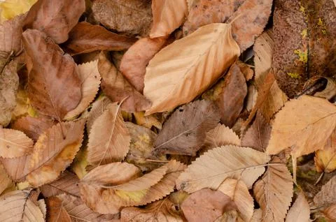 Autumn  background .  Background of different  dry rusty leaves in the park . Stock Photos