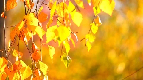 Autumn background. Beautiful birch tree over Blurred colorful leaves Stock Footage 118400527