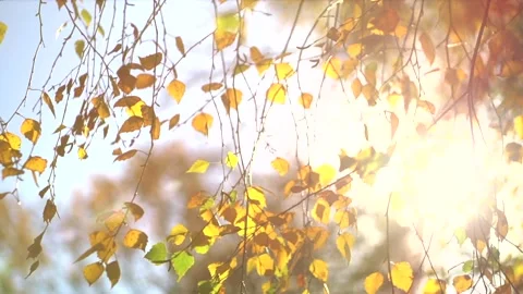 Autumn background. Beautiful birch tree with colorful leaves on the wind Stock Footage 164044736
