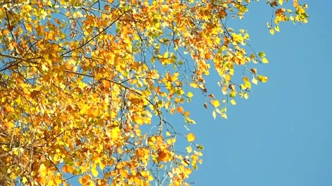 Autumn background. Beautiful birch tree with colorful leaves swirling Stock Footage 165176659