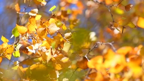 Autumn background. Beautiful birch tree with colorful leaves swirling Stock Footage 221130748