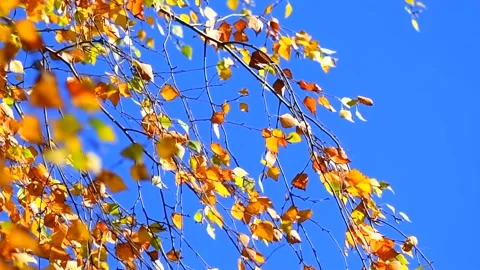 Autumn background. Beautiful birch tree with colorful leaves swirling Stock Footage 227223607