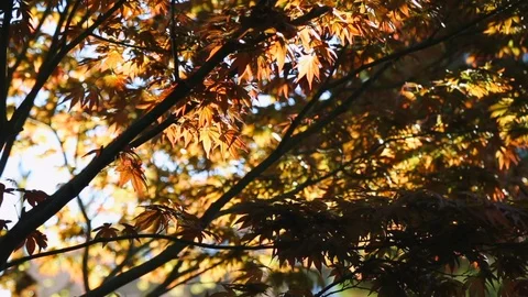 Autumn background beautiful maple tree red yellow foliage Stock Footage 112854734