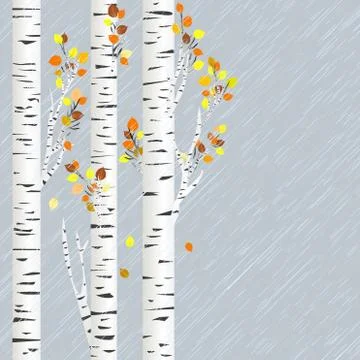 Autumn background with birch tree and rain Stock Illustration