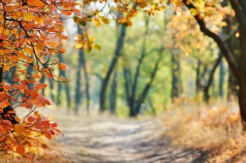Autumn background bordered with leaves Stock Photos