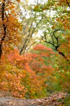 Autumn background bordered Foto stock