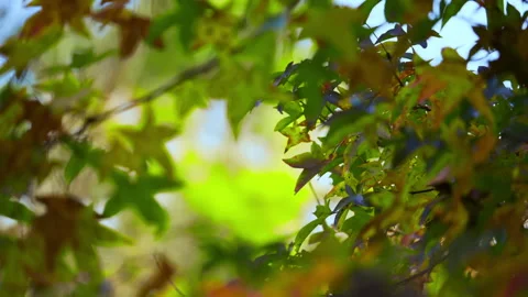 Autumn background in bottom up, natural light scene Video stock 331014642