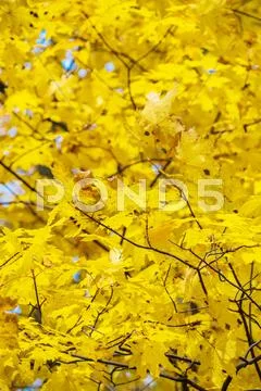 Autumn background with bright yellow maple leaves Stock Photos
