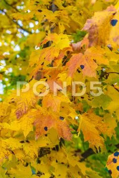 Autumn background with bright yellow maple leaves Stock Photos