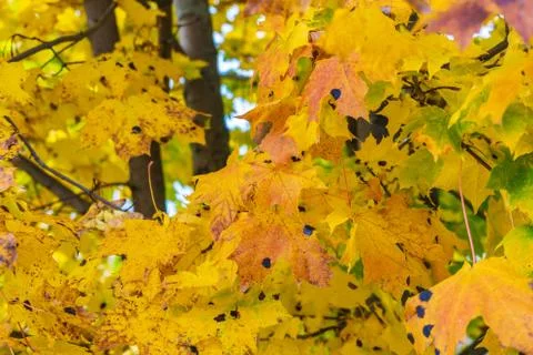 Autumn background with bright yellow maple leaves Foto stock