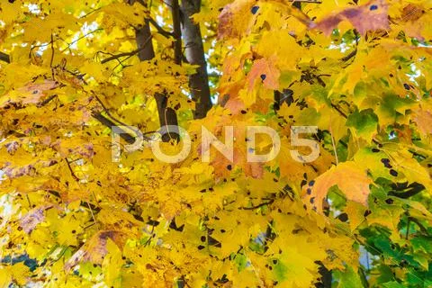 Autumn background with bright yellow maple leaves Stock Photos