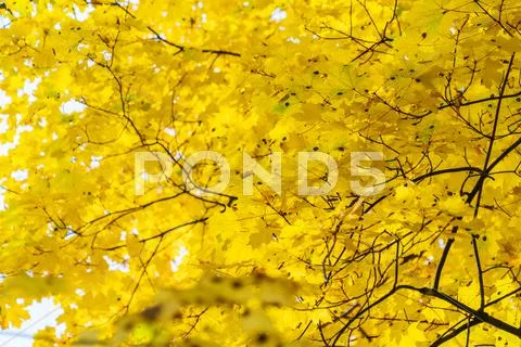 Autumn background with bright yellow maple leaves Stock Photos