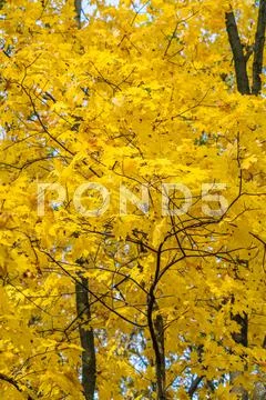 Autumn background with bright yellow maple leaves Stock Photos