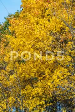 Autumn background with bright yellow maple leaves Stock Photos