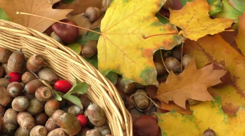 Autumn background - chestnuts, acorns Video stock 56645967
