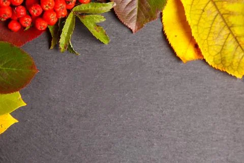 Autumn background with colored leaves Foto stock