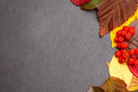 Autumn background with colored leaves Stock Photos