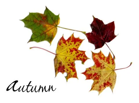 Autumn background of colored maple leaves, below the black inscription 'Autumn'. 스톡 일러스트