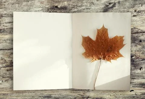 Autumn background, empty page of book and yellow maple leaf on the wooden tab Stock Photos