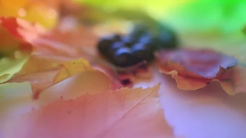 Autumn background with extremely shallow depth of field. Close-up shows colorful Stock Footage 80029222