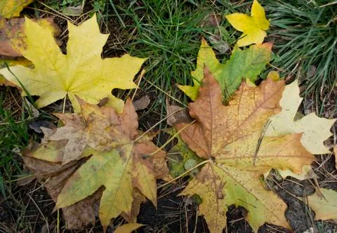 Autumn background of a fallen leaf Foto stock