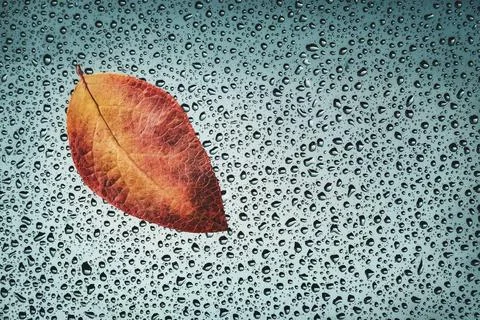 Autumn background, fallen leaf on wet window, fall poster with copy space Stock Photos